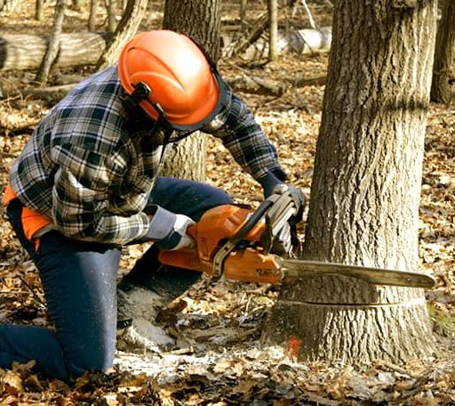 Tree Removal in Castleton, IL